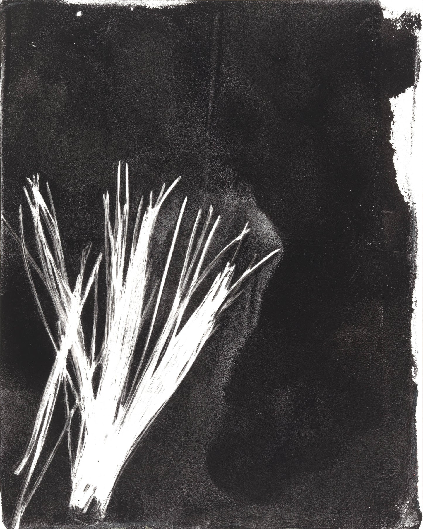 White pine needle cluster in lower left corner on black, from Carrie Bergey's Pine Needles Original Fine Art Monoprint series.