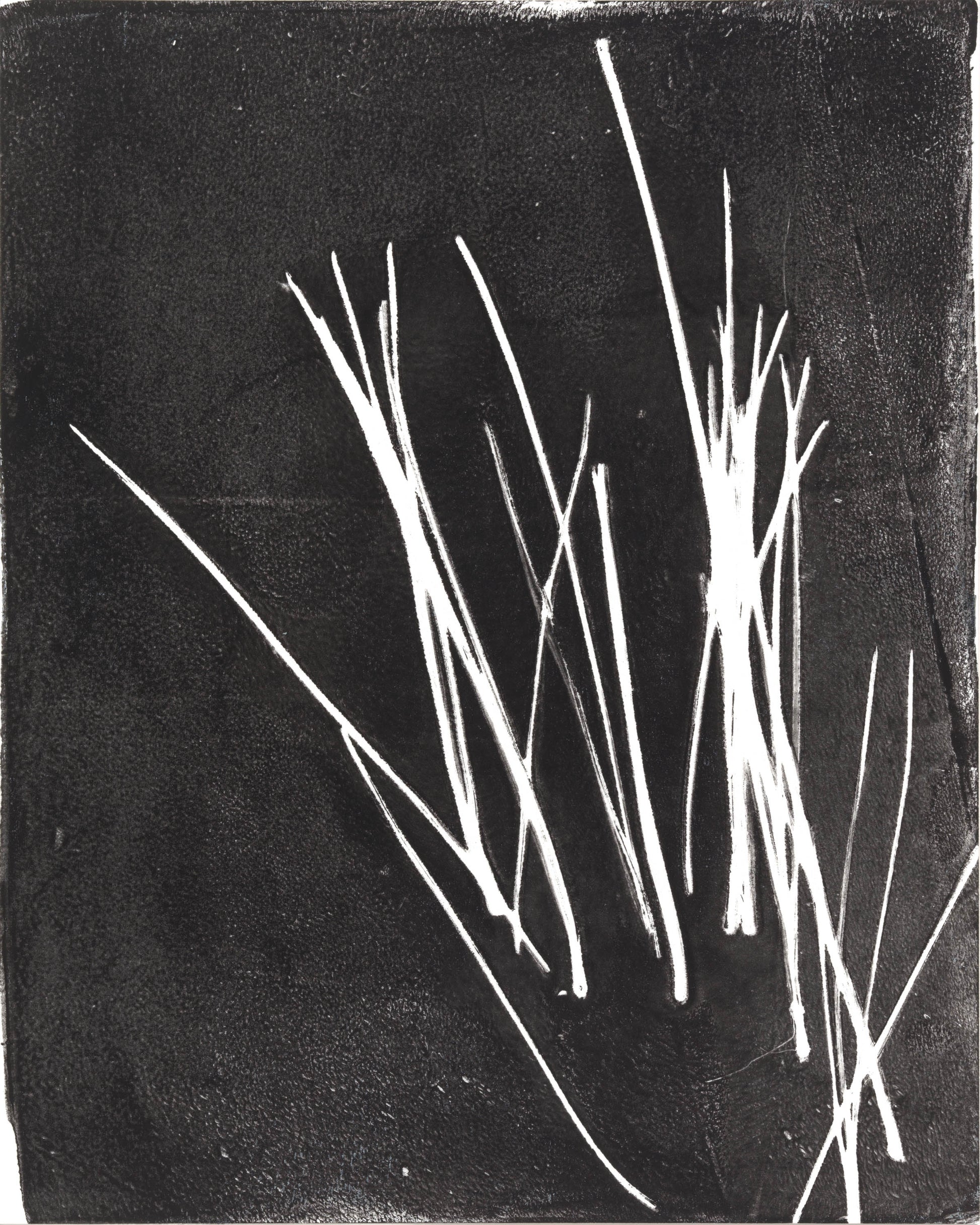Abstract white pine needles clustered on black, from Carrie Bergey's Pine Needles Fine Art Monoprint Octaptych series.