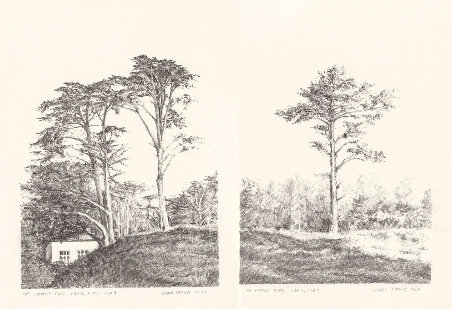 Presidio Trees Original Fine Art Drawings Diptych Collection | Carrie Bergey