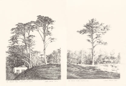 Presidio Trees Original Fine Art Drawings Diptych Collection | Carrie Bergey